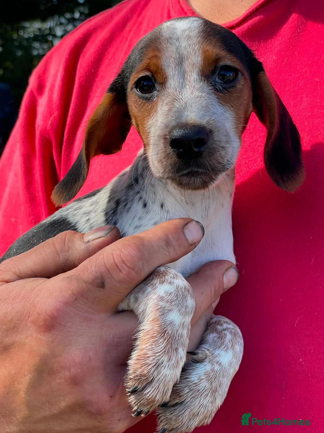 Mixed Breed dogs for sale: Beautiful cockerjacks puppies ready now. - Advert 2