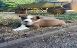 Border Collie dogs for sale: Border Collie Puppies – Ready Now - Image 4