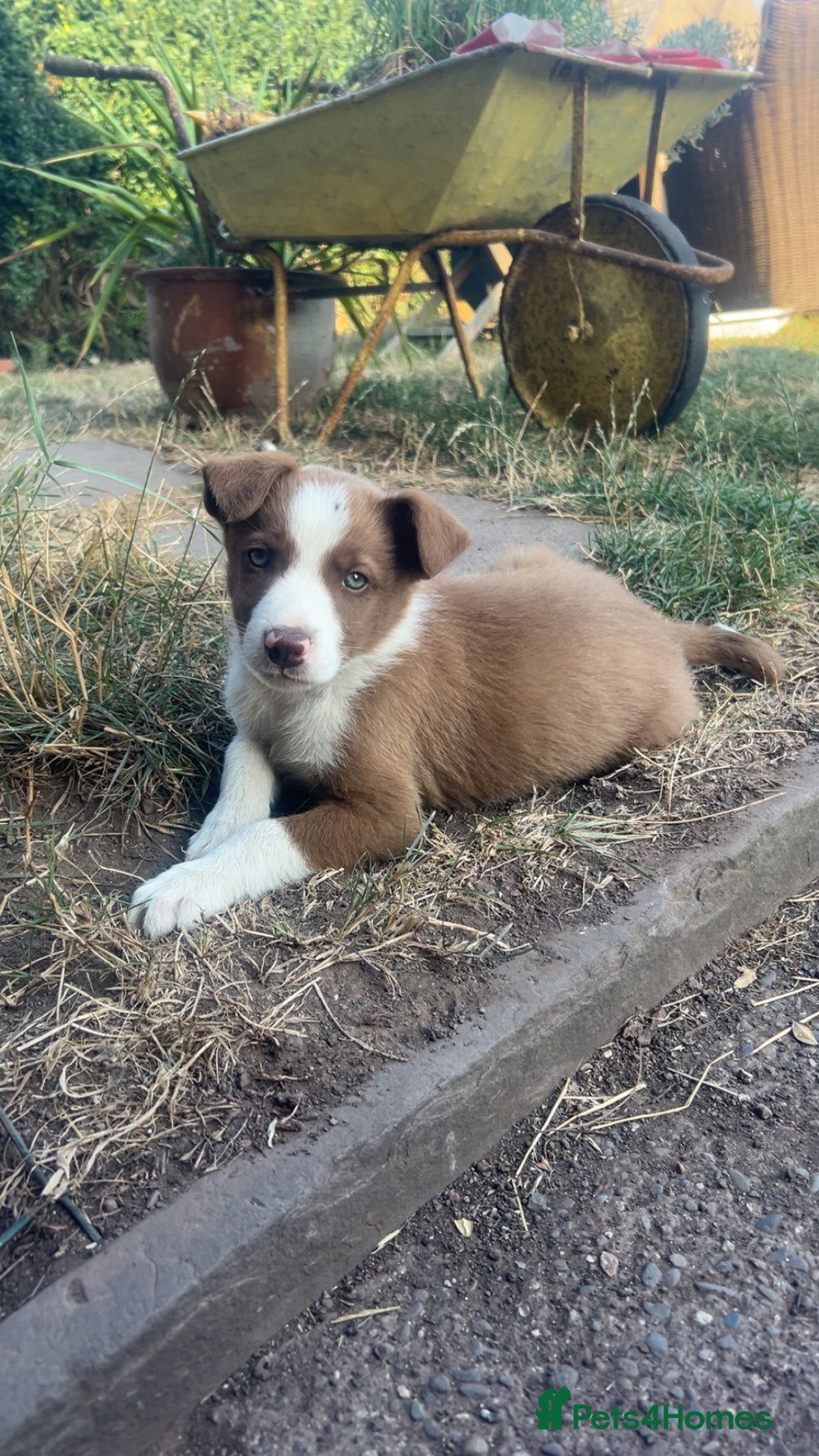 Border Collie dogs for sale: Border Collie Puppies – Ready Now - Image 4
