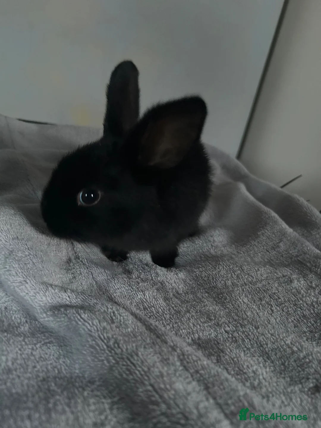 Mixed Breed rabbits for sale: Mini lop cross: Ready to leave  - Advert 6