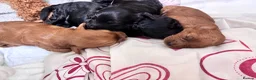Cockapoo dogs for sale: 4 beautiful cockapoos  in Wrexham - Advert 11