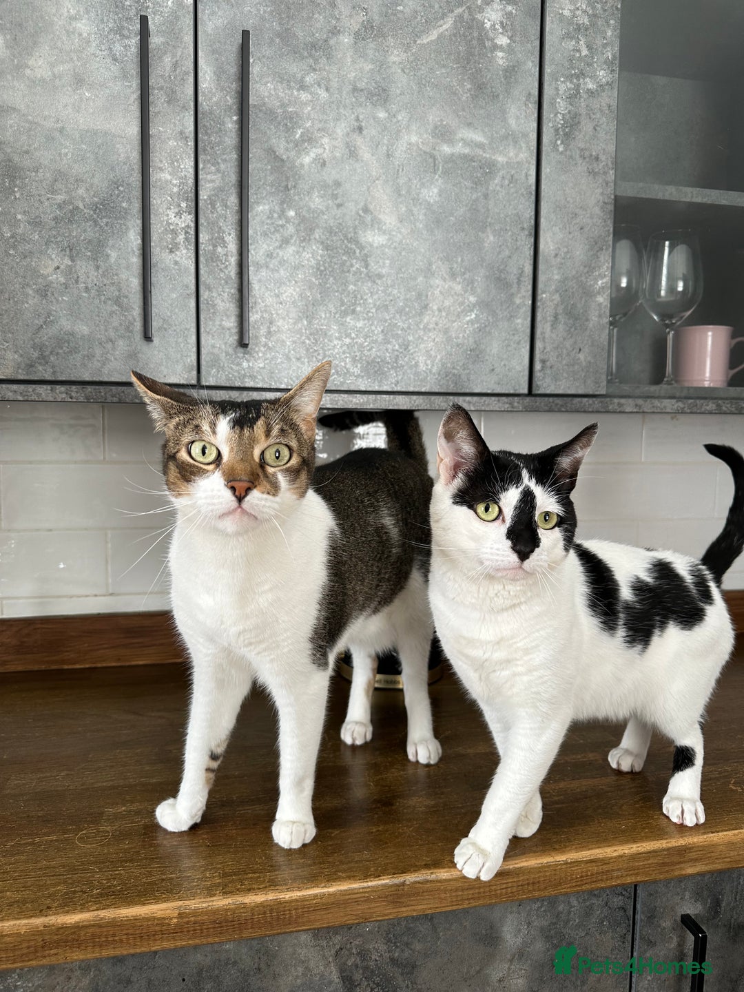 Mixed Breed cats for sale: Free to a good home - Image 2