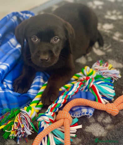 Labrador Retriever dogs - Advert 5