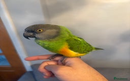 Budgerigars birds for sale: Baby Senegal for sale tame - Image 6