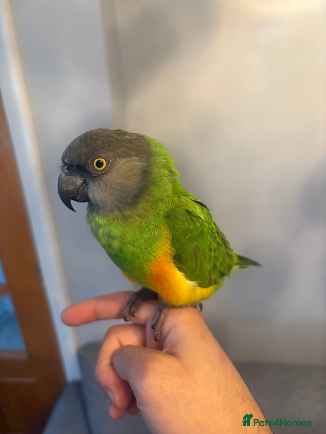 Budgerigars birds for sale: Baby Senegal for sale tame - Image 6