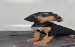 Mixed Breed dogs for sale: 2 stunning female puppies for sale! - Image 3