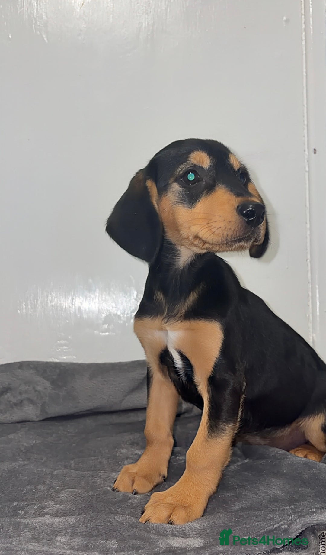 Mixed Breed dogs for sale: 2 stunning female puppies for sale! - Image 3