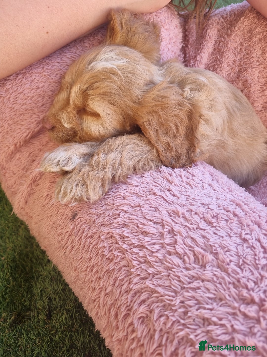 Cocker Spaniel dogs for sale: Stunning litter of cocker spaniels  - Image 7