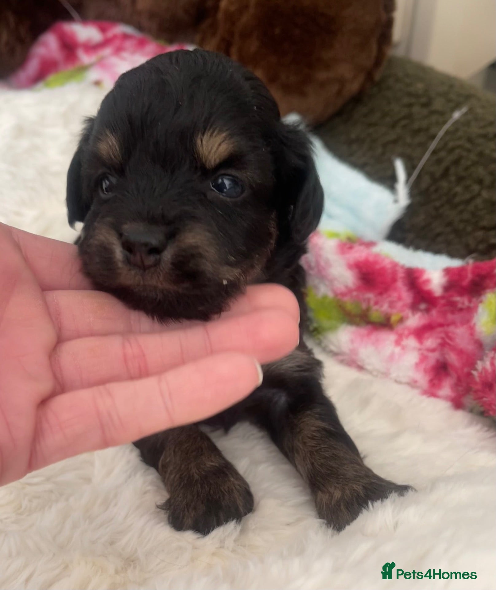 Jackapoo dogs Quality Jack Russel/Jackapoo Puppies 🐶  - Advert 1
