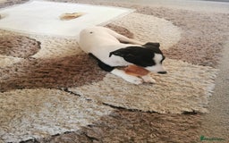 Jack Russell dogs for sale: Male jack russell - Image 5