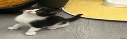 Mixed Breed cats for sale: Adorable kittens for sale  - Advert 17