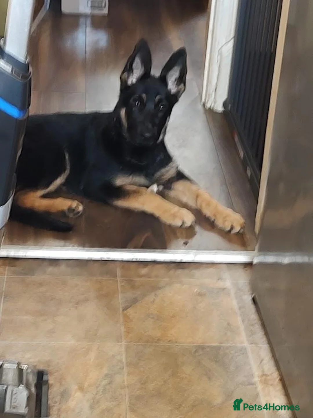 German Shepherd dogs for sale: Female German Shepherd puppy in Huddersfield - Advert 4