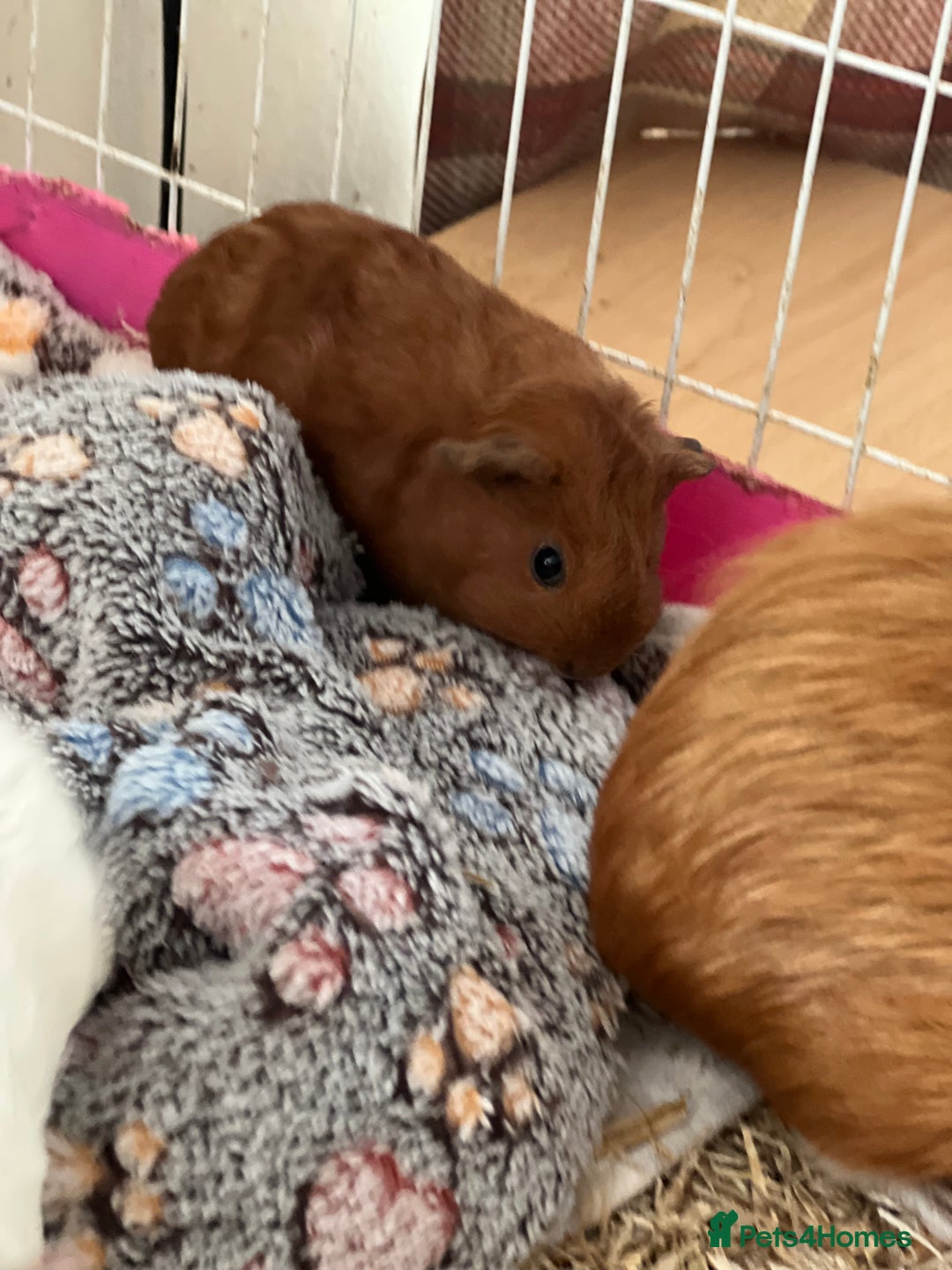 Guinea Pig rodents for sale: Only baby boars Guinea pigs left in Andover - Image 4
