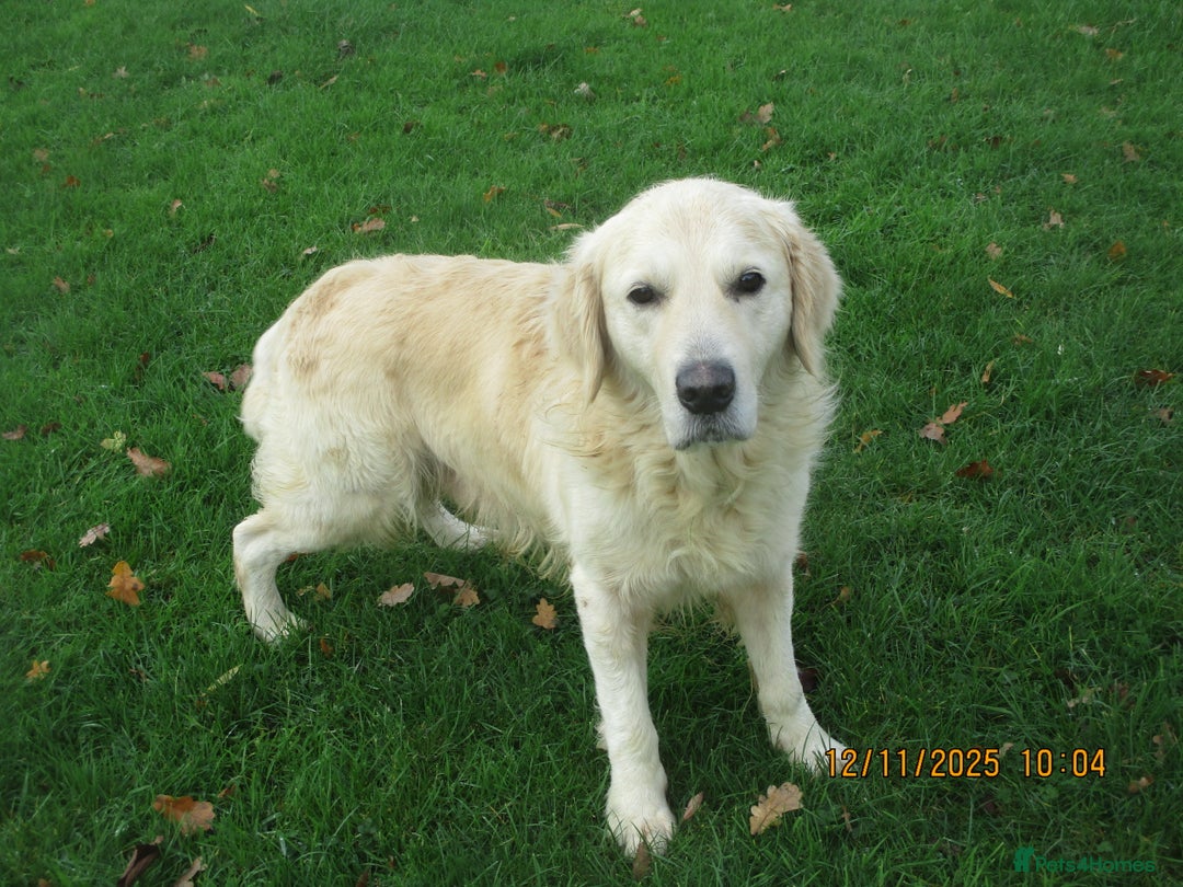 Golden Retriever dogs for sale: golden retriever kc reg x stud dog - Advert 3
