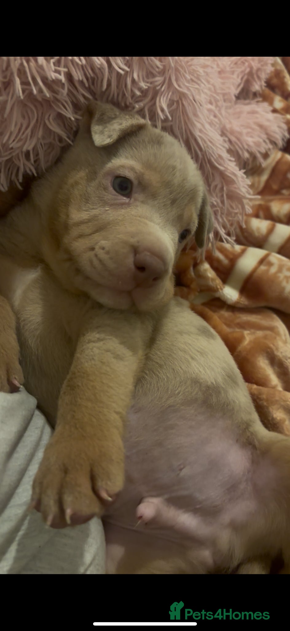 Mixed Breed dogs boy Bull x sharpie - Advert 5