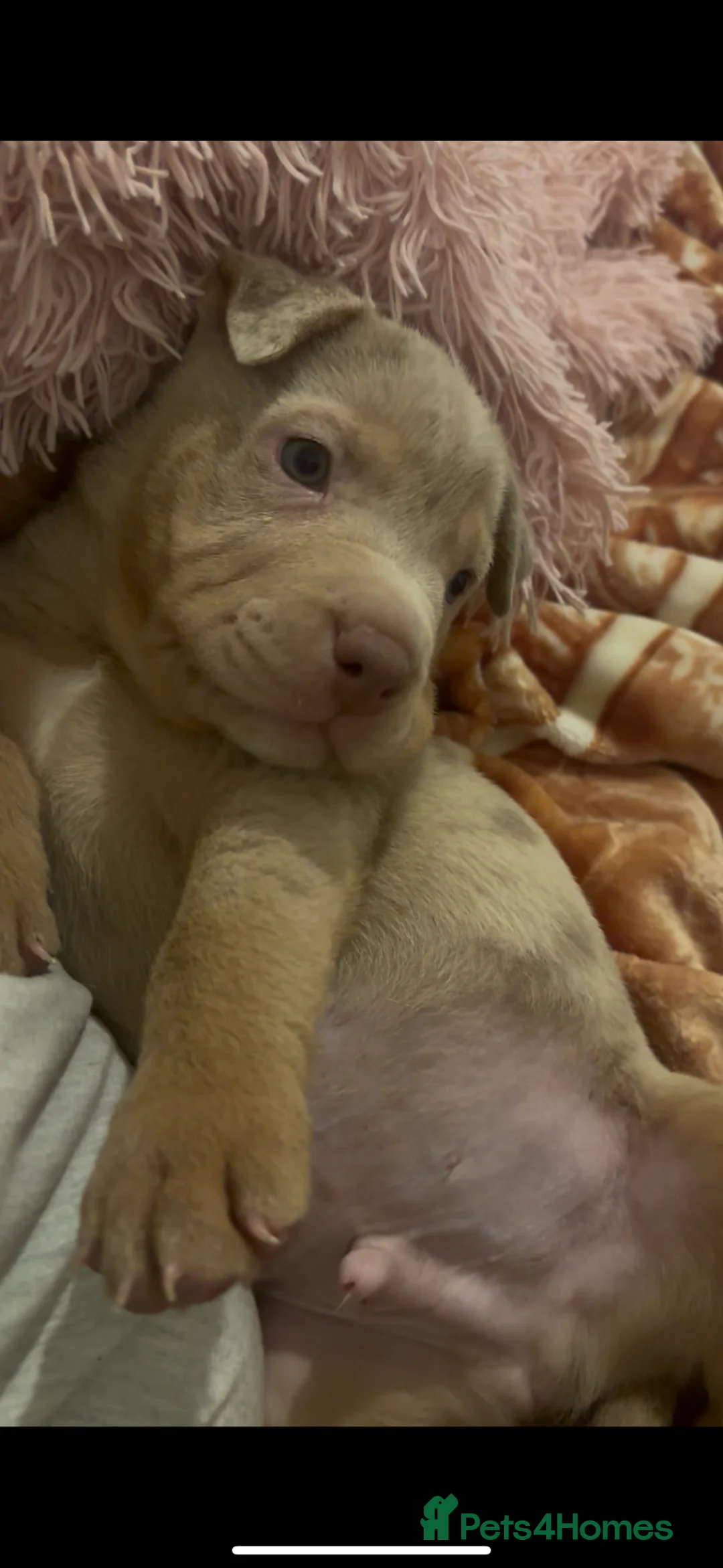 Mixed Breed dogs for sale: boy Bull x sharpie in London - Advert 1