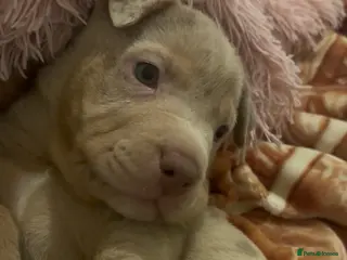 Mixed Breed dogs boy Bull x sharpie - Advert 5