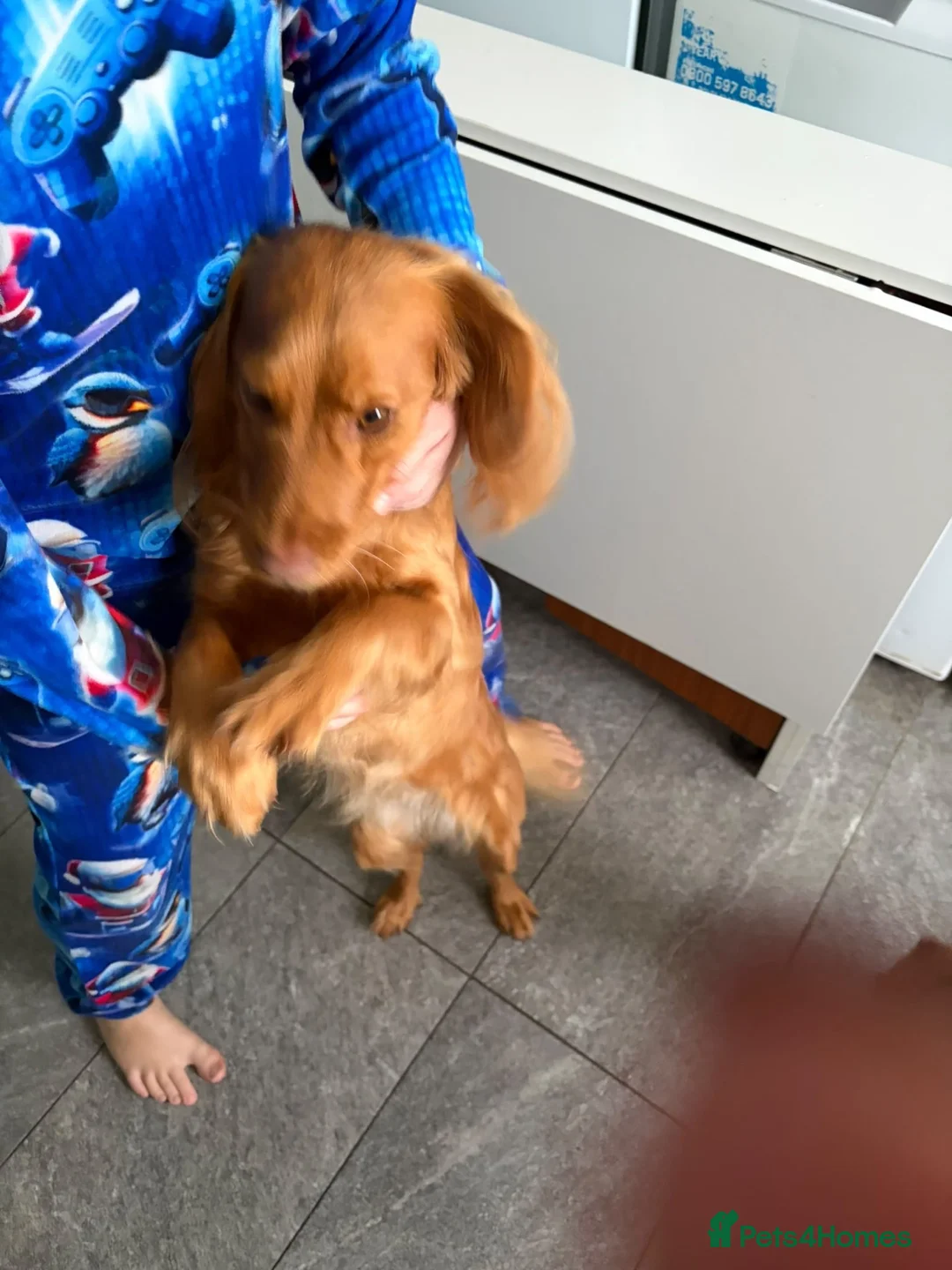 Cockapoo dogs for sale: Gorgeous Cockapoo - Advert 1