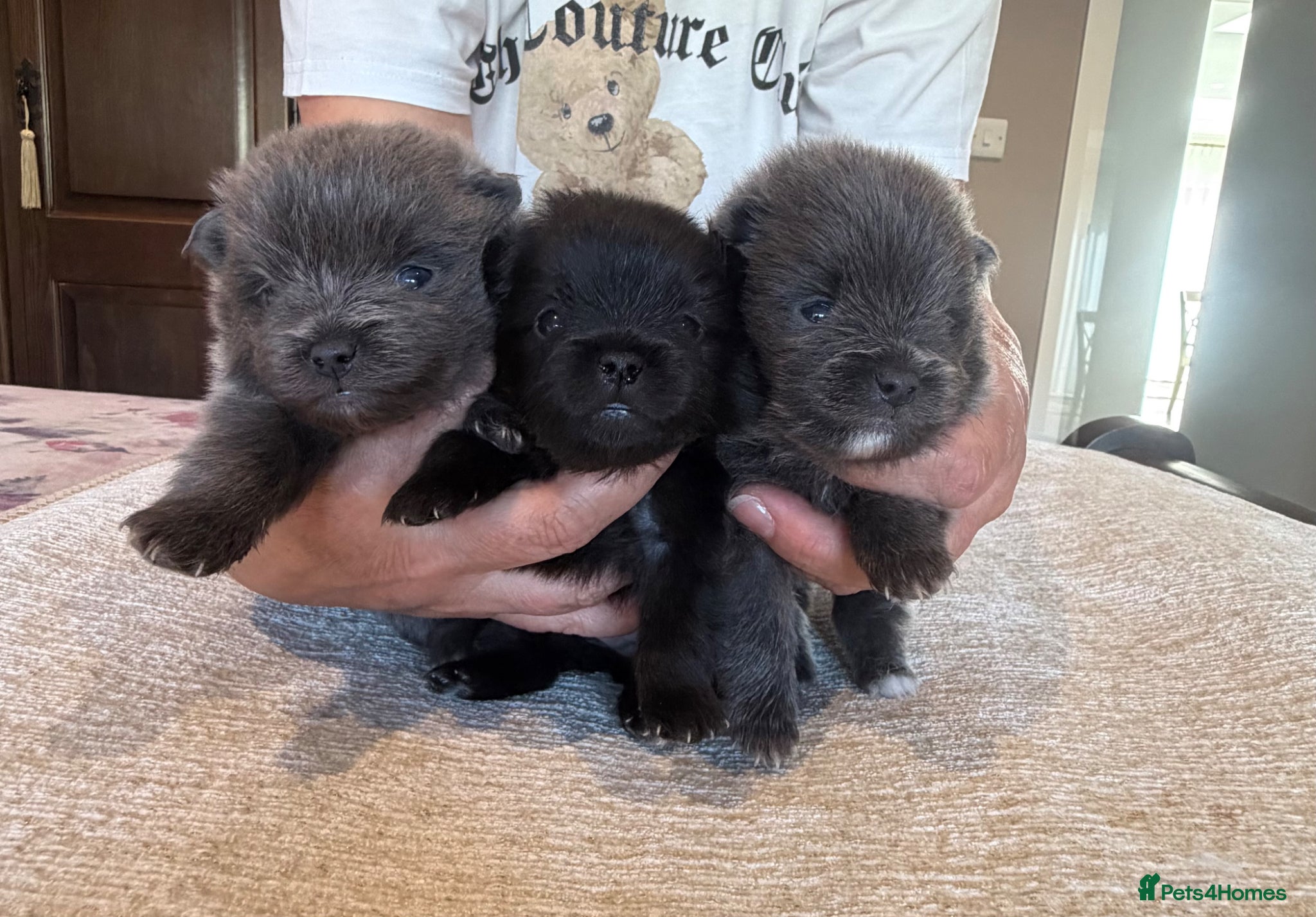 Pomeranian dogs Beautiful and rare mini Pomeranian puppies   - Advert 2