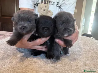 Pomeranian dogs Beautiful and rare mini Pomeranian puppies - Advert 2