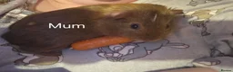 Guinea Pig rodents for sale: Guinea Pigs looking for a forever home - Advert 2