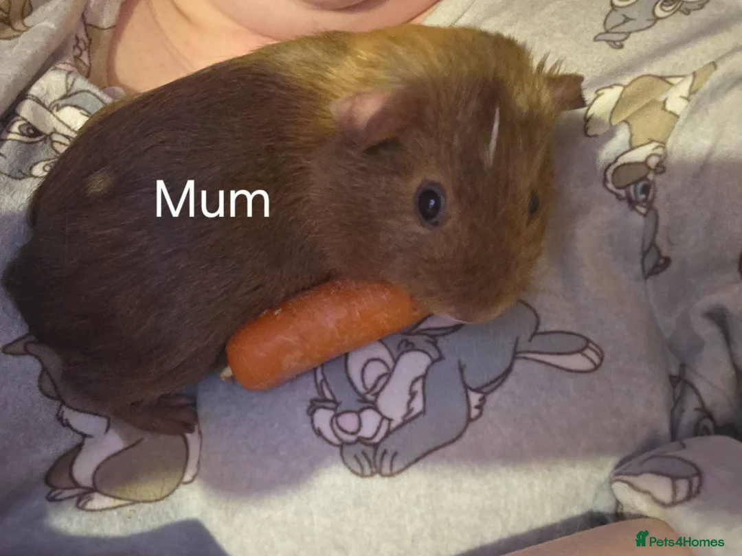 Guinea Pig rodents for sale: Guinea Pigs looking for a forever home - Advert 2