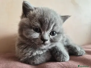 British Shorthair cats 3 British Shorthair Girls Lilac and Blue - Advert 15