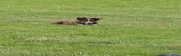 Border Collie dogs for sale: Kip red and white registered dog - Advert 4