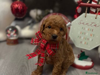 Jackapoo dogs Beautiful litter of 6 F1B Jackapoos - Advert 17