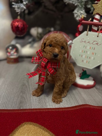 Jackapoo dogs Beautiful litter of 6 F1B Jackapoos - Advert 1