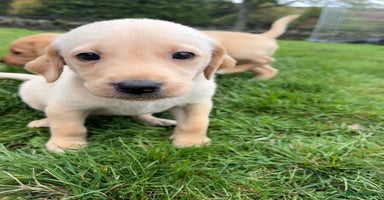 Labrador Retriever dogs - Advert 4