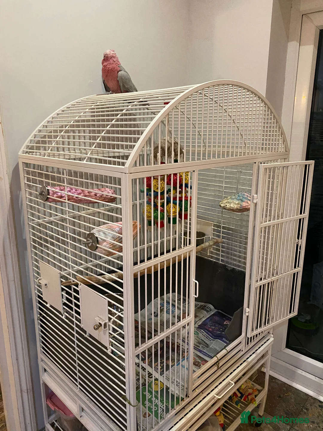 Cockatoo birds for sale: Female Galah Cockatoo - Advert 10