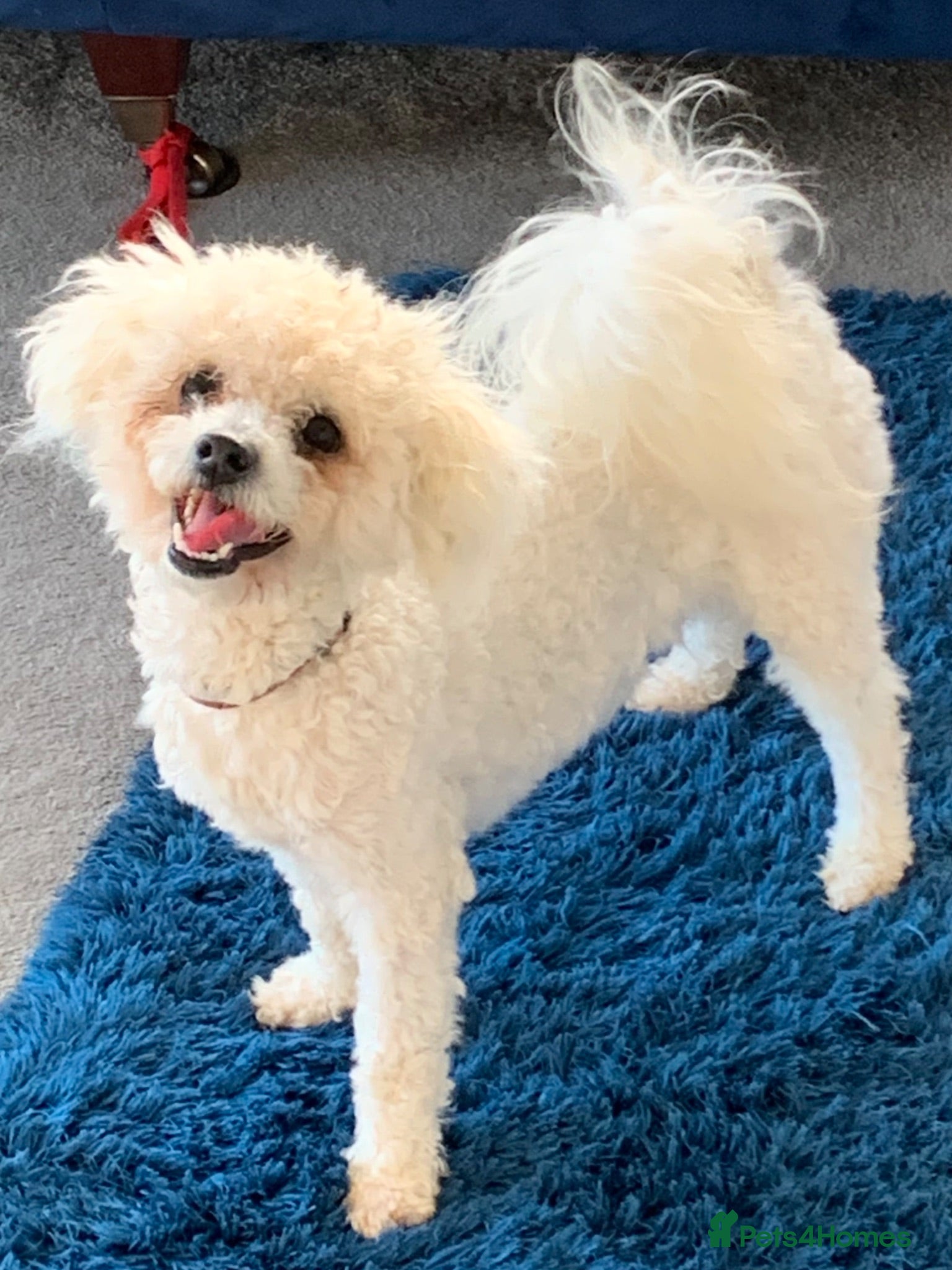 Bichon Frise dogs  KC REG BICHON FRISE STUD  - Advert 1