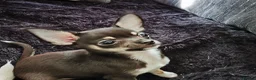 Chihuahua dogs for sale: Heart stopping life changing babies!  - Advert 4