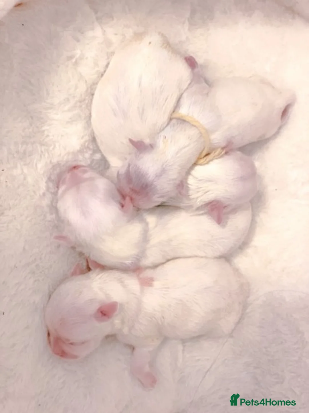 Maltese dogs for stud: STUNNING 💎DIAMOND💎 OPEN AT STUD HEALTH TESTED in Grays - Advert 8