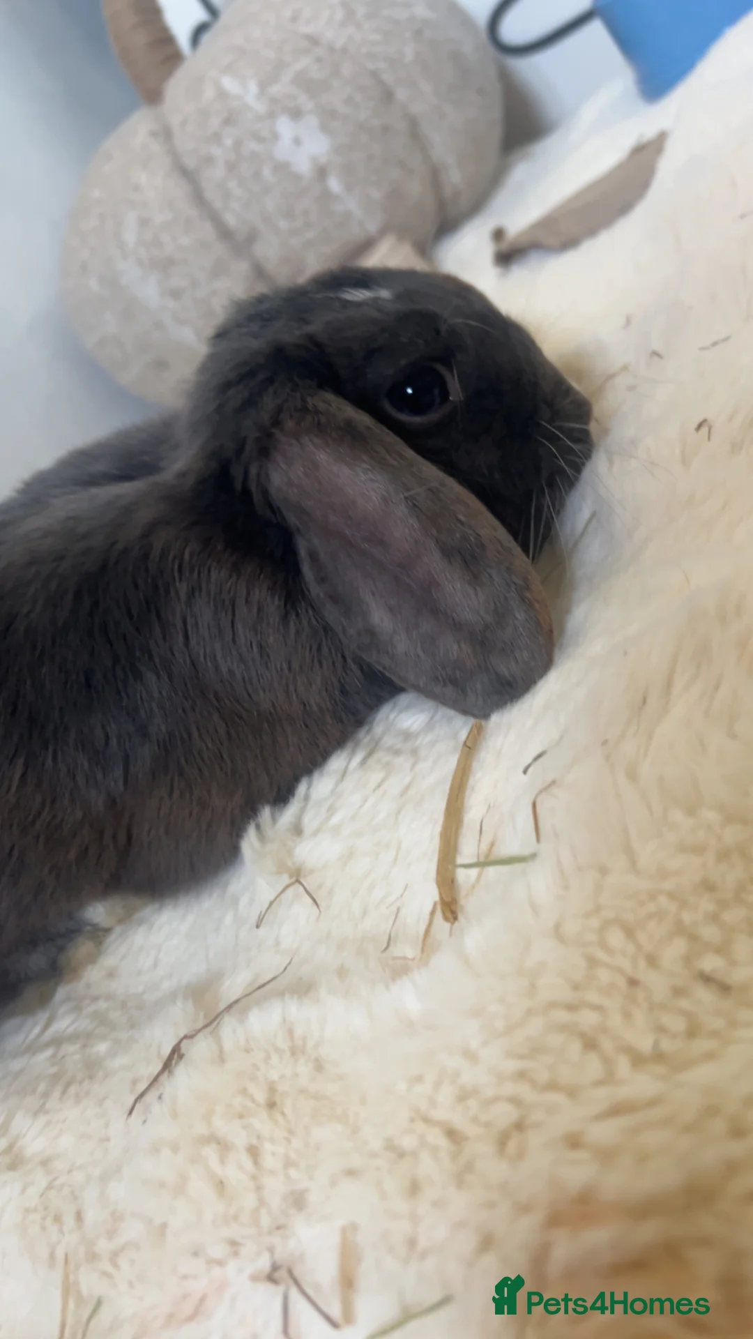Mixed Breed rabbits for sale: pluto  in Feltham - Advert 3