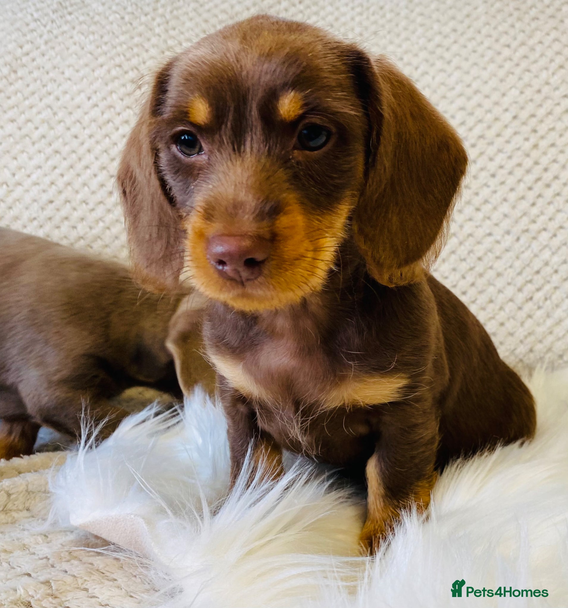 Miniature Dachshund dogs Miniture Dachshund Pups - Advert 10