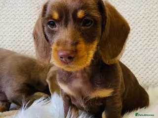 Miniature Dachshund dogs Miniture Dachshund Pups - Advert 10