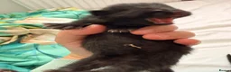 Maine Coon cats for sale: 3 female kittens for sale  - Advert 12