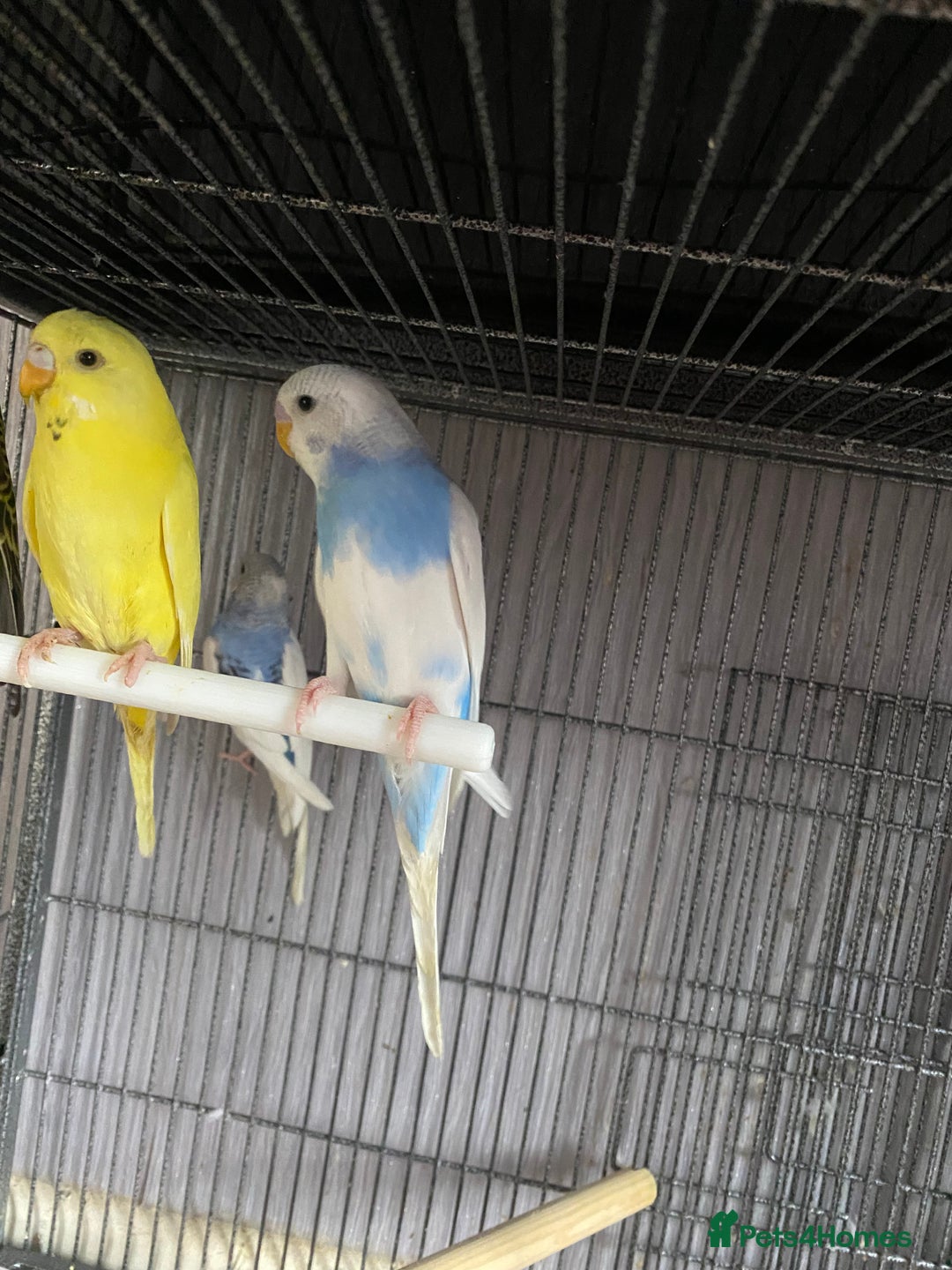 Lovebirds birds for sale: 3 pairs of budgies - Image 12