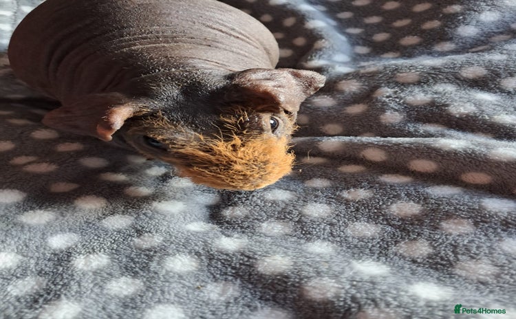 Guinea Pig rodents BEAUTIFUL SKINNY BOAR  - Advert 11