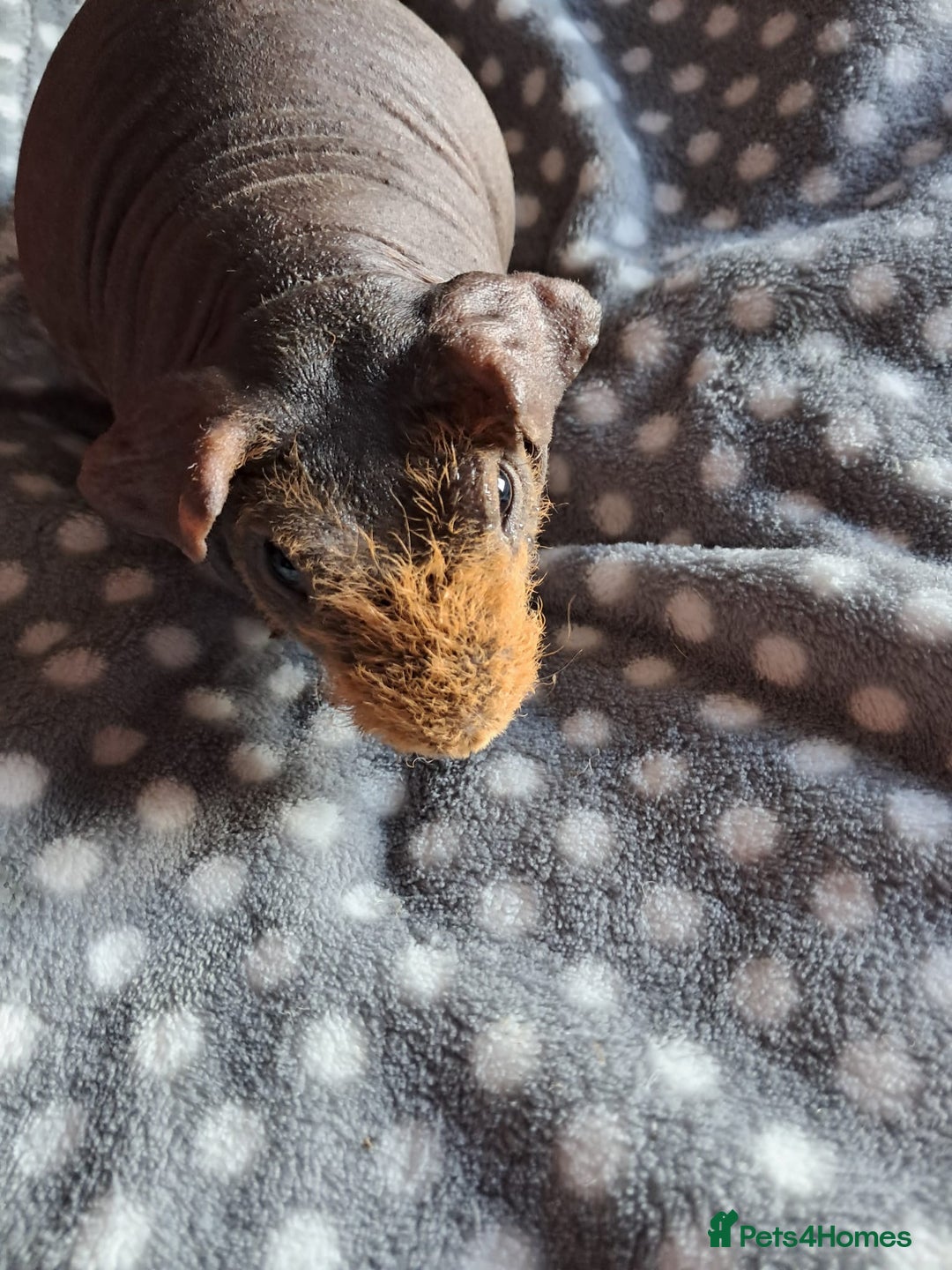 Guinea Pig rodents for sale: BEAUTIFUL SKINNY BOAR  - Advert 1