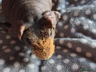 Guinea Pig rodents BEAUTIFUL SKINNY BOAR - Advert 10