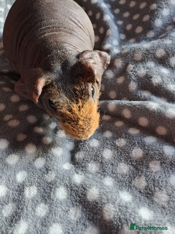 Guinea Pig rodents BEAUTIFUL SKINNY BOAR - Advert 11