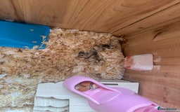 Hamster rodents for sale: 🐹Sweet little hamsters for sale🐹 - Advert 4