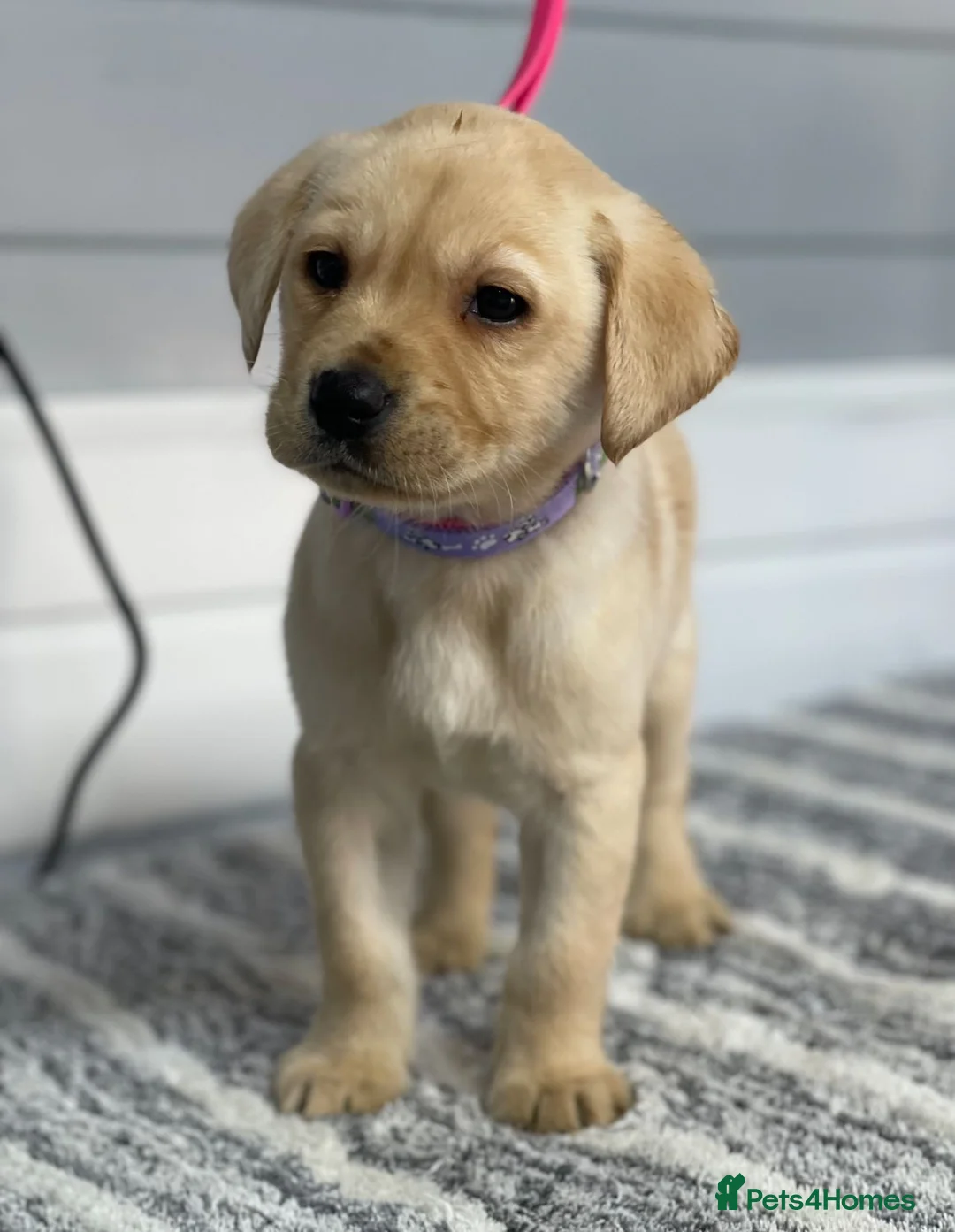 Labrador Retriever dogs for sale: Beautiful Labrador puppy’s  - Advert 4