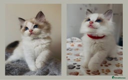 Ragdoll cats for sale: 🐾Tica full pedigree🩷 EU Ragdoll 🐱🐾DNA Clear ❤️ - Image 2