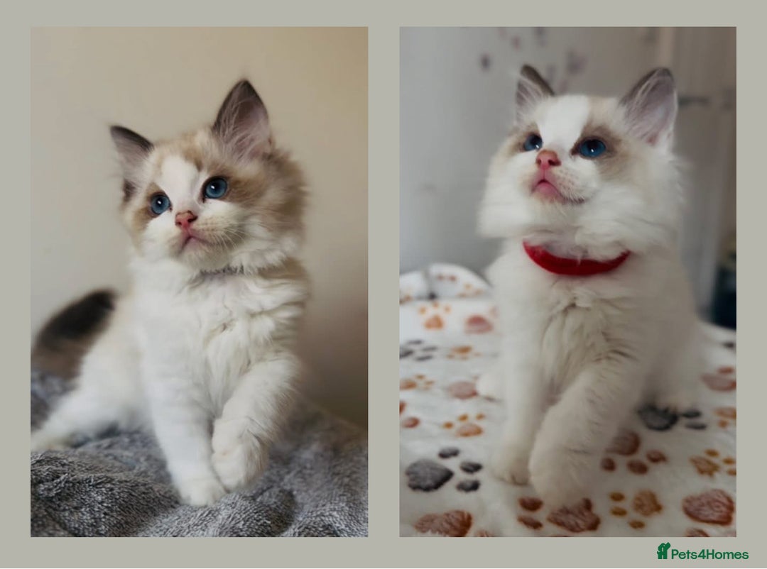 Ragdoll cats for sale: 🐾Tica full pedigree🩷 EU Ragdoll 🐱🐾DNA Clear ❤️ - Image 2
