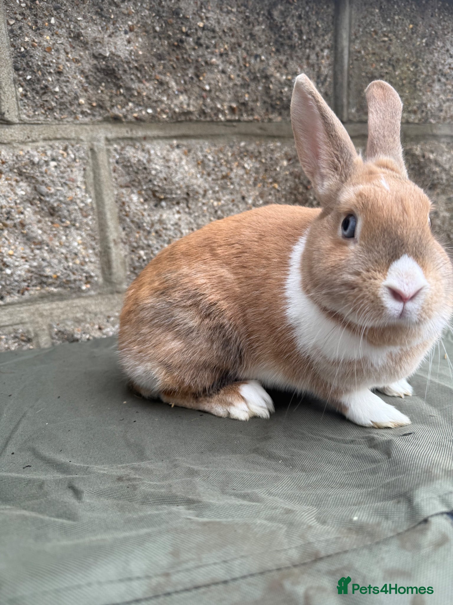 Dutch rabbits Female rabbit  - Advert 13