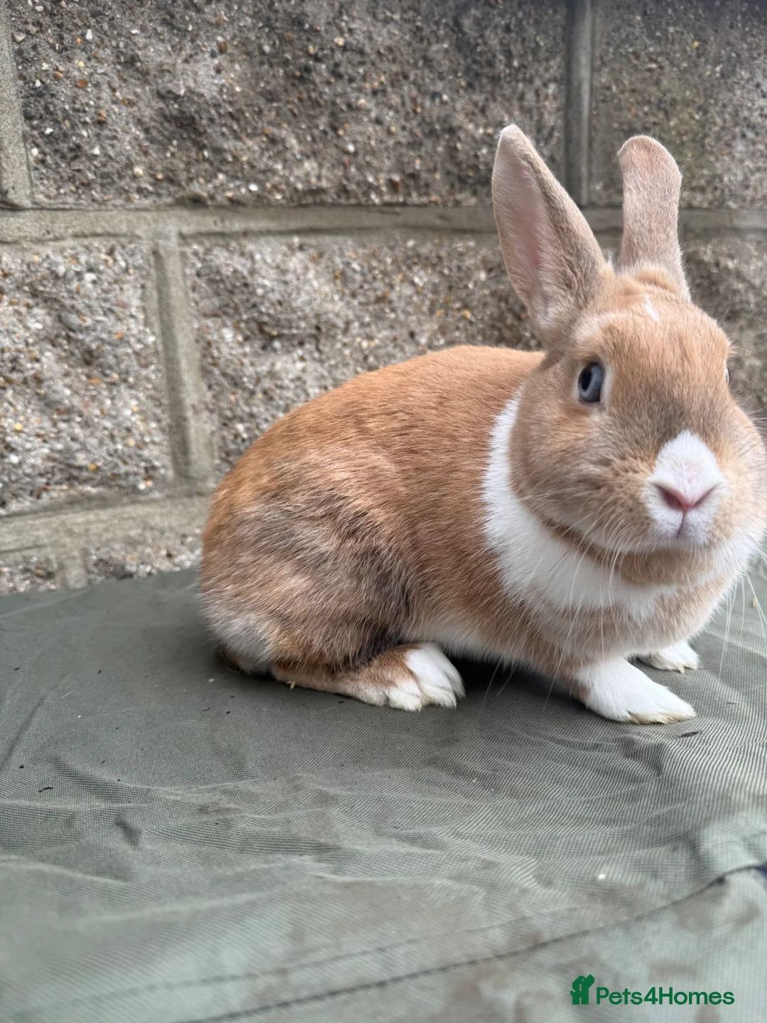 Dutch rabbits for sale: Female rabbit  - Advert 1